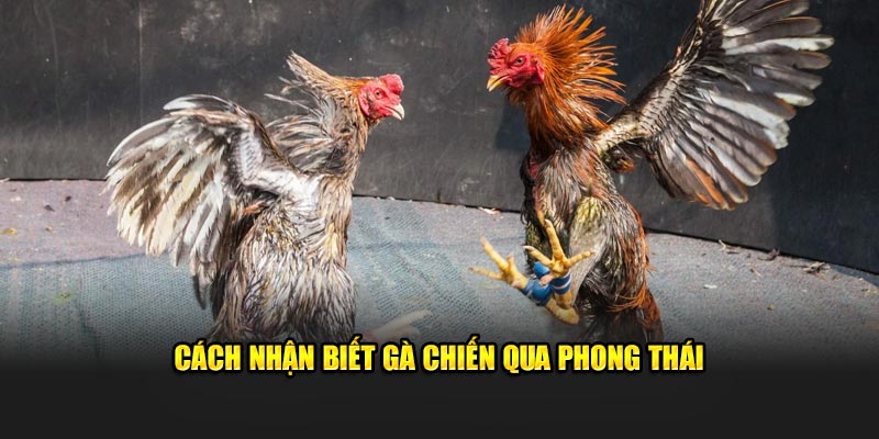                                       Cách nhận biết gà chiến qua phong thái