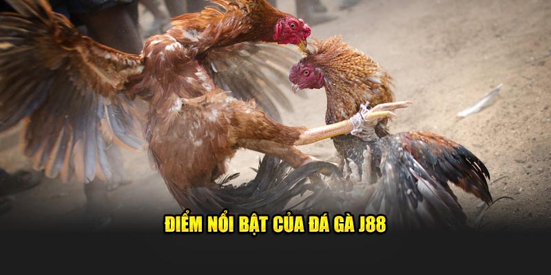 Điểm nổi bật của đá gà J88