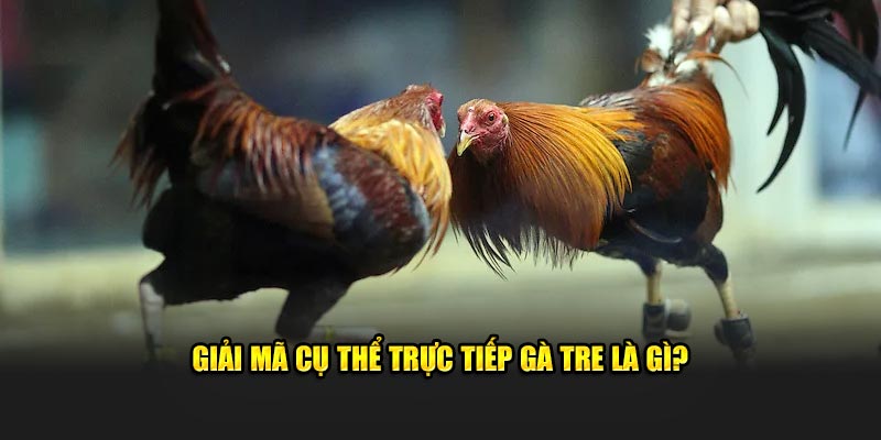 Giải mã cụ thể trực tiếp gà tre là gì?