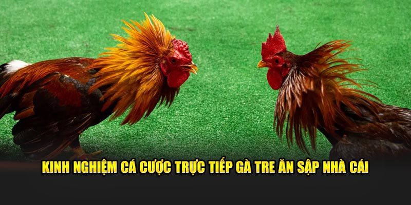 Kinh nghiệm cá cược trực tiếp gà tre ăn sập nhà cái