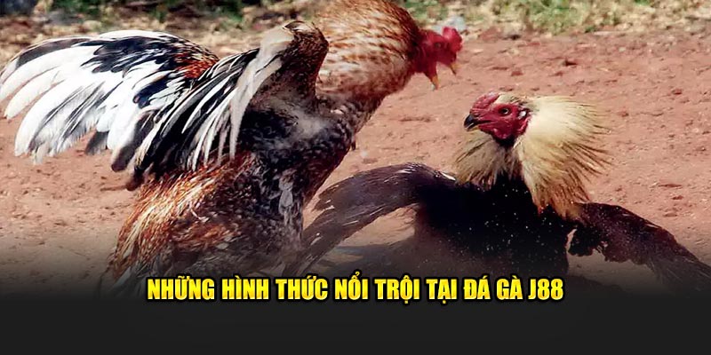 Những hình thức nổi trội tại đá gà J88