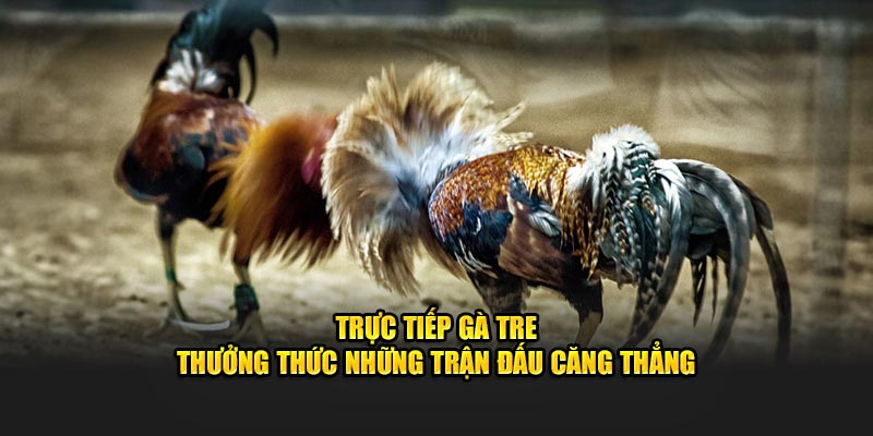 ảnh đại diện trực tiếp gà tre j88