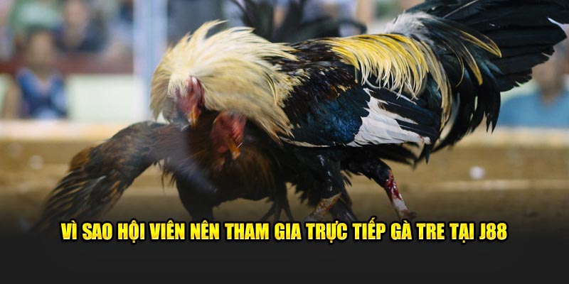 Vì sao hội viên nên tham gia trực tiếp gà tre tại J88